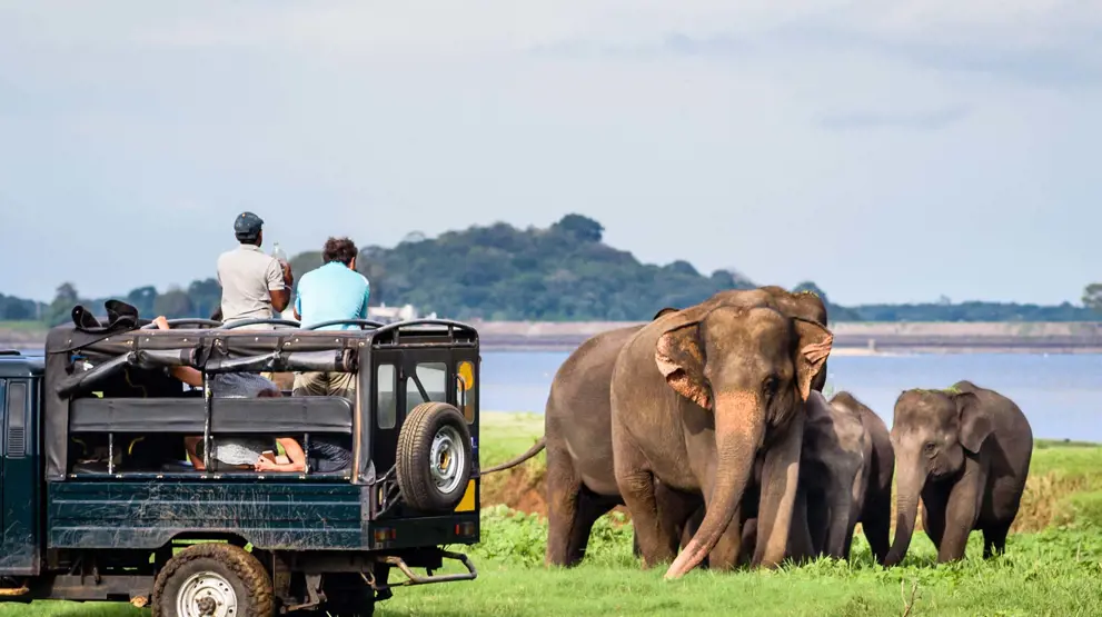 Tag med på morgensafari i Yala National Park