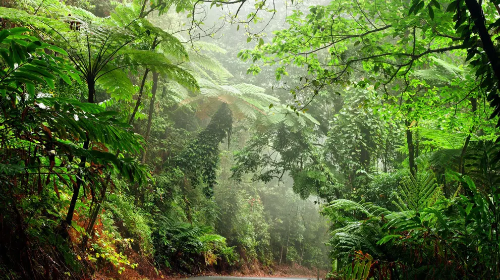 Oplev den levende regnskov i Daintree National Park i Australien