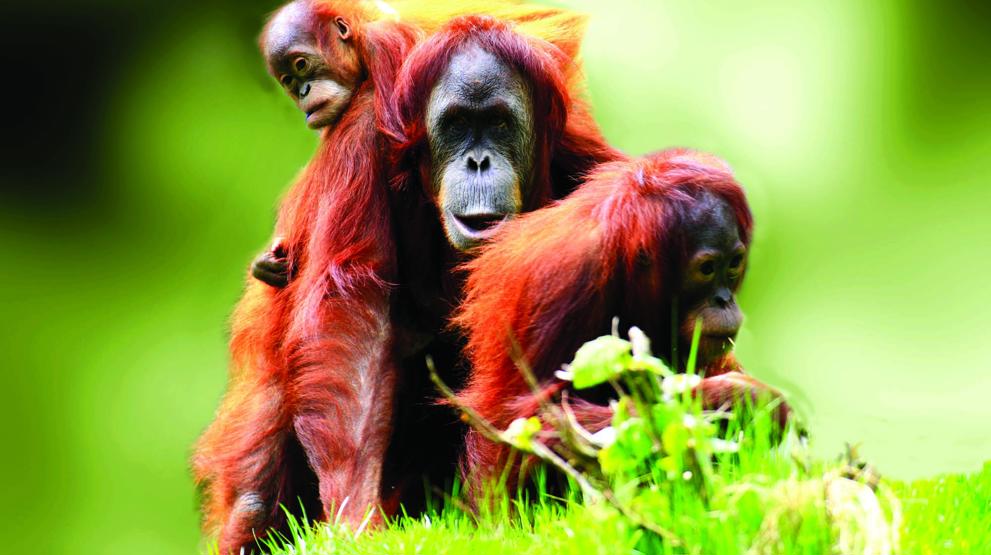 Se om I kan spotte en orangutang på Borneo - Rejser til Malaysia