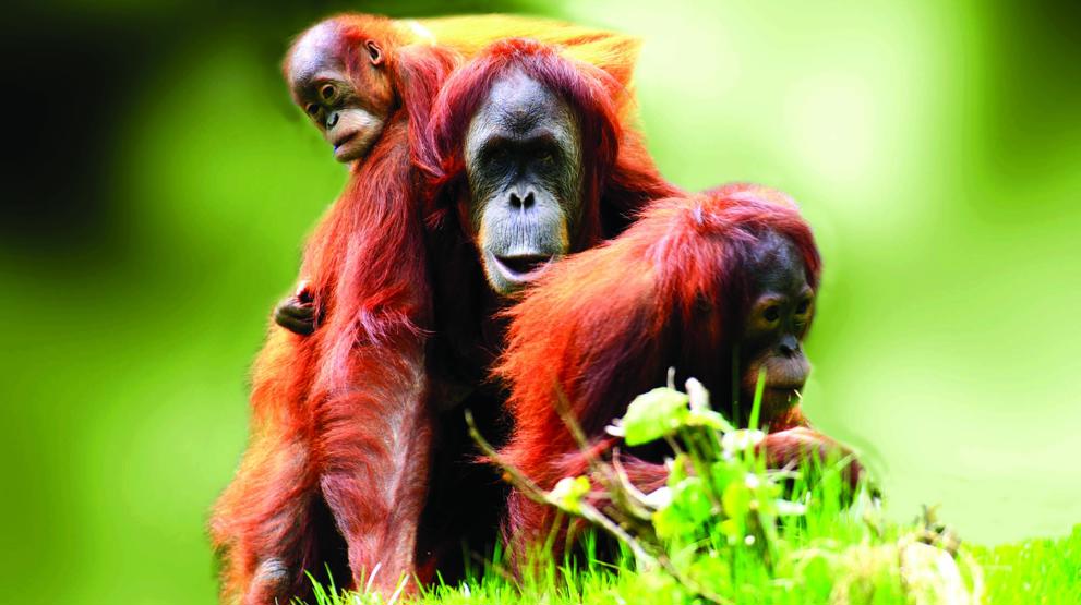 Se om I kan spotte en orangutang på Borneo - Rejser til Malaysia