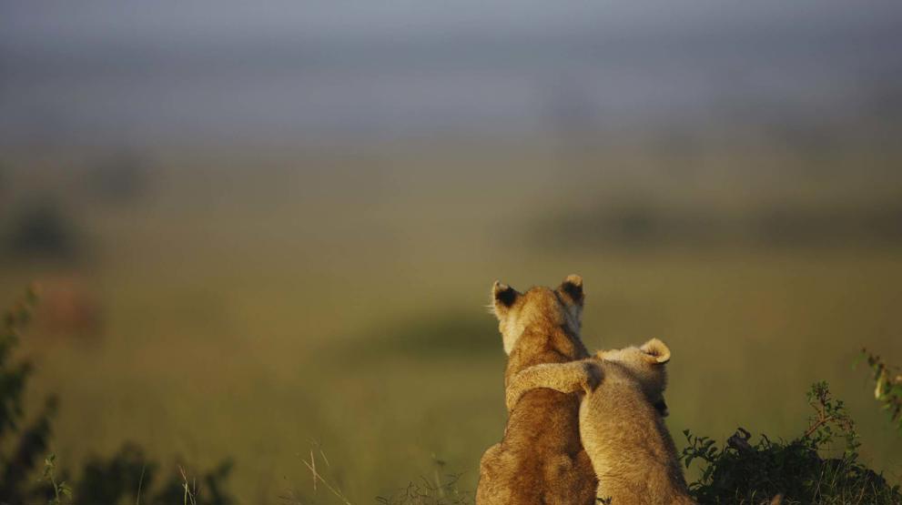 Løveunger i Masai Mara, som kan opleves på din rejse til Kenya