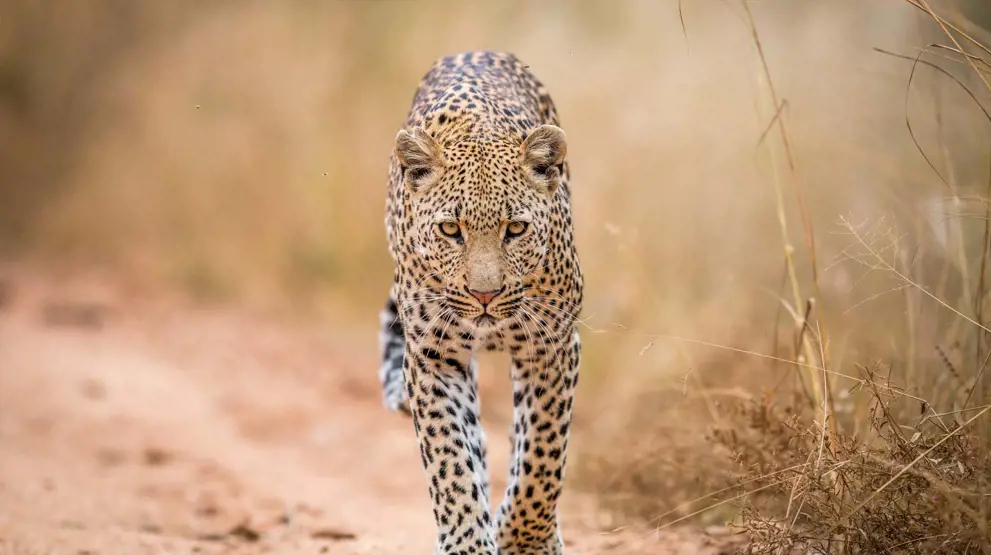 Leopard i Kruger National Park