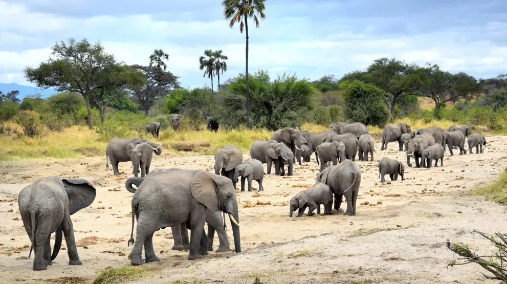 Elefanter i Ngorongoro