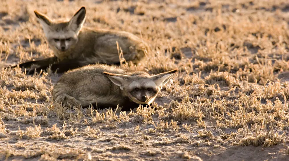 Kalaharis dyreliv