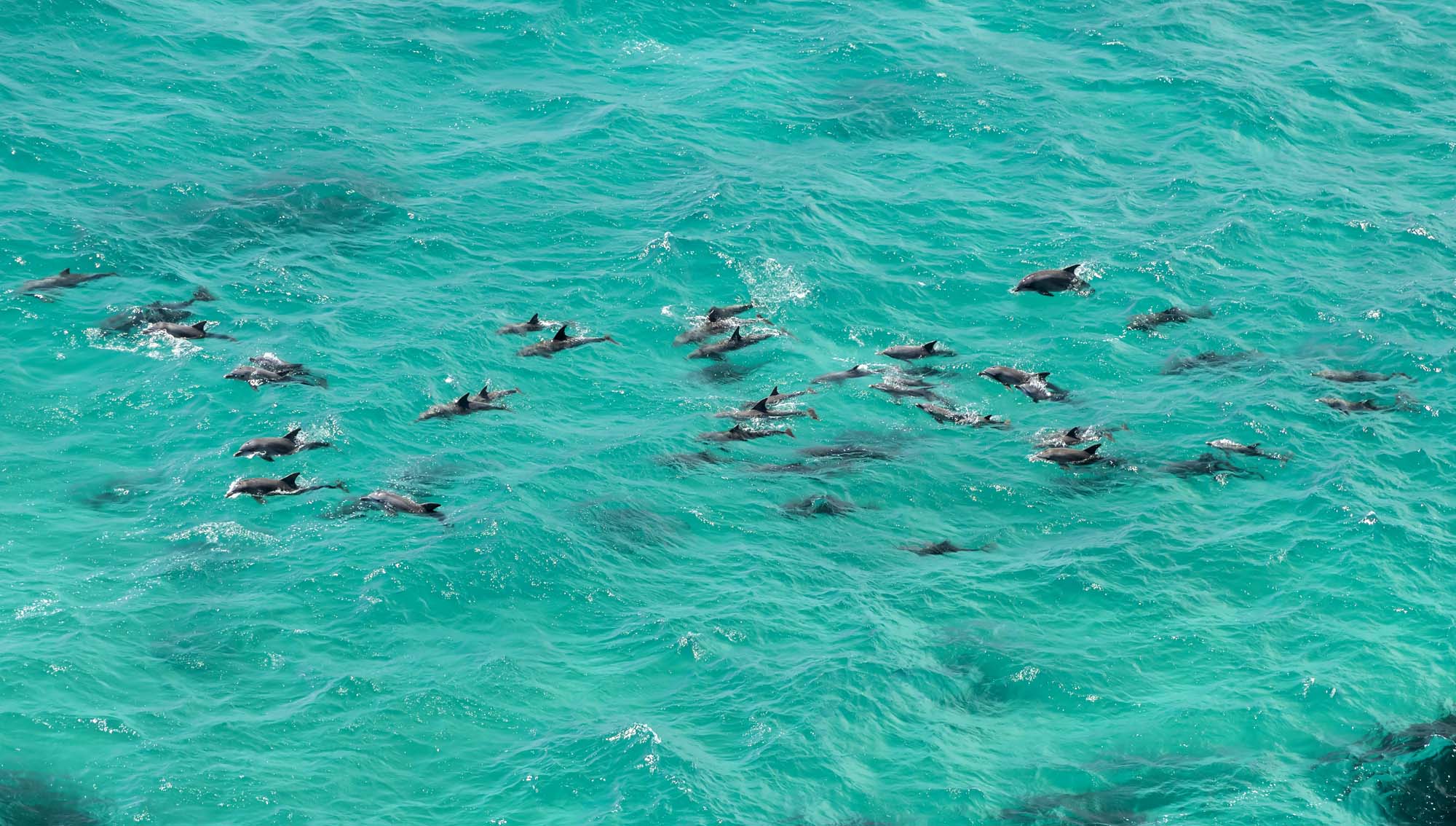 På rejser til Western Australia kan du se vilde delfiner i Monkey Mia.