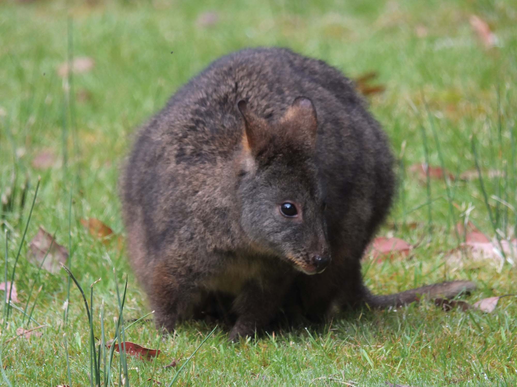 Oplev det fascinerende dyreliv såsom pademelons på rejser til Tasmanien i Australien.