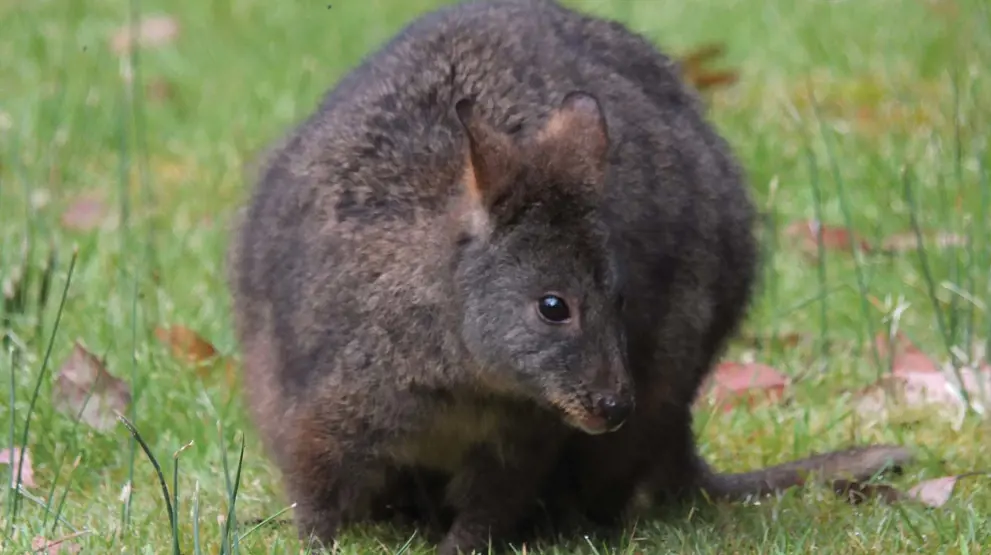 Oplev det fascinerende dyreliv såsom pademelons på rejser til Tasmanien i Australien.