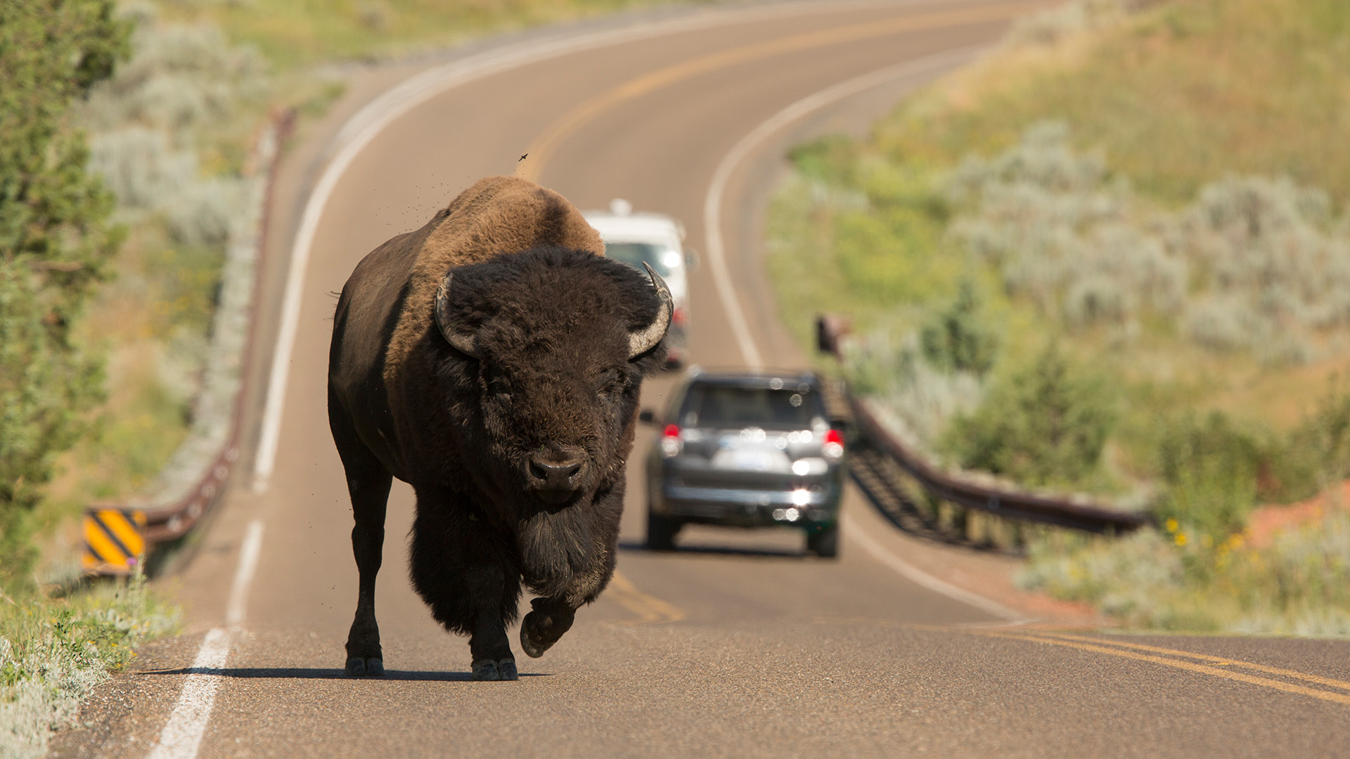 Besøg Yellowstone på din kør selv ferie i USA, og kom helt tæt på dyrelivet. Foto: @VisittheUSA.com