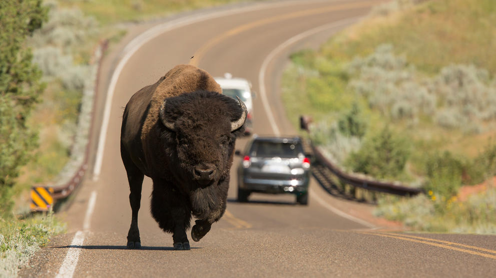 Besøg Yellowstone på din kør selv ferie i USA, og kom helt tæt på dyrelivet. Foto: @VisittheUSA.com