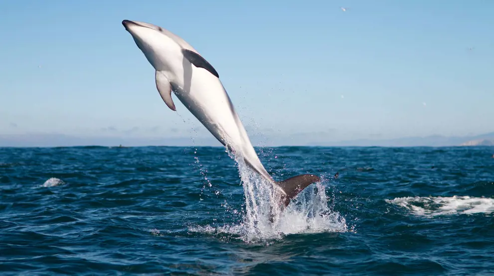 Der er mulighed for at se delfiner ved Kaikoura