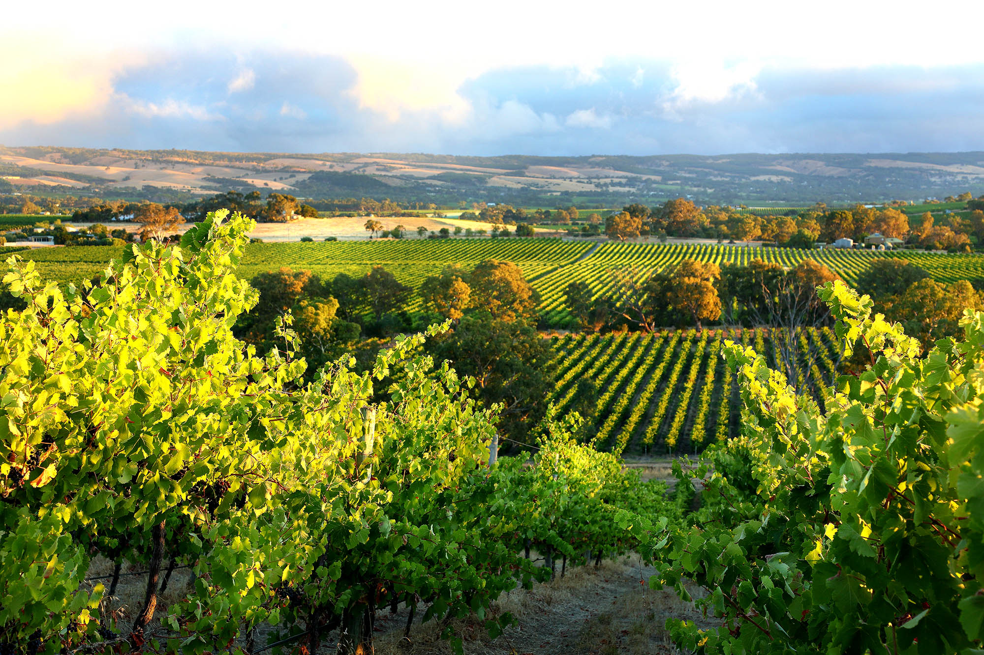 Besøg en af de mange vindistrikter på din rejse til South Australia, her McLaren Vale.