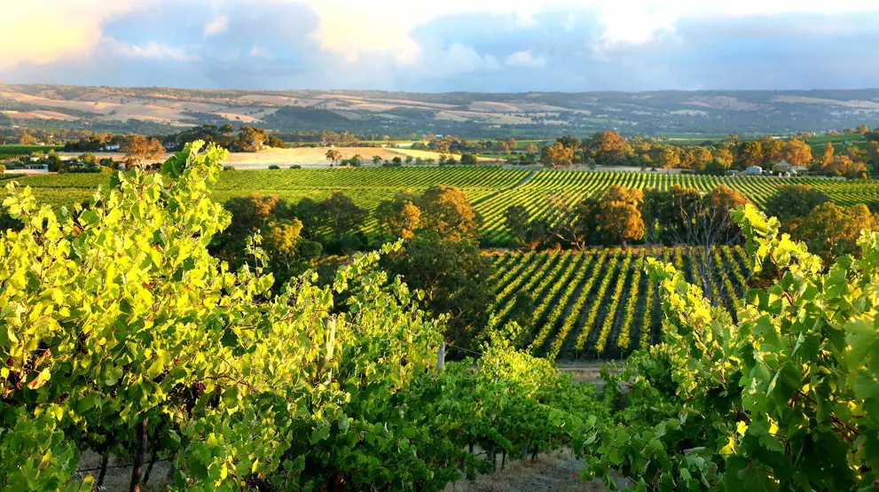 Besøg en af de mange vindistrikter på din rejse til South Australia, her McLaren Vale.