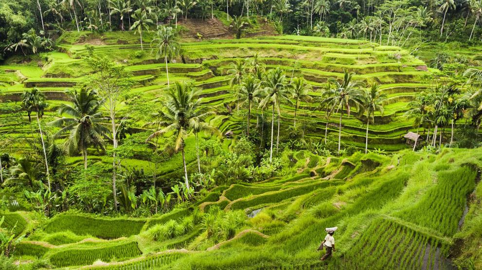 Rismarker på Bali - Rejser til Indonesien