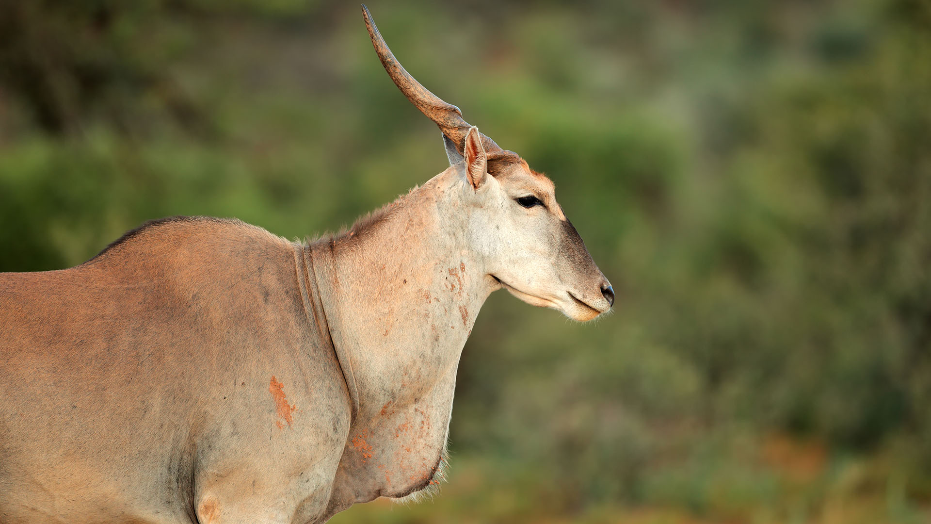 Den flotte elsdyrantilope i Lake Mburo National Park.