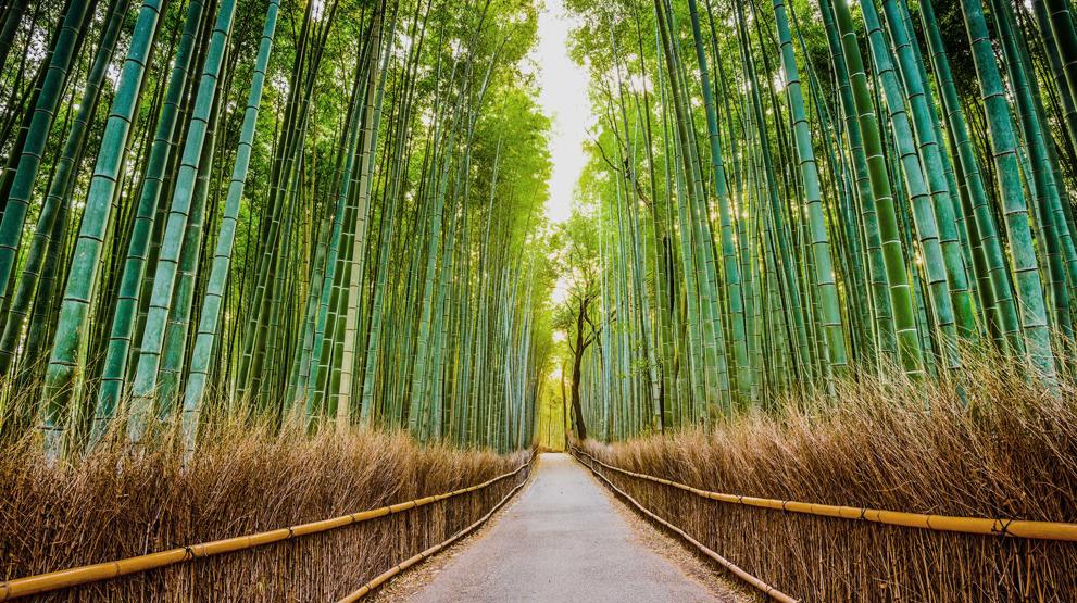 Oplev de høje bambustræer i Arashiyama Bamboo Forest ved Kyoto