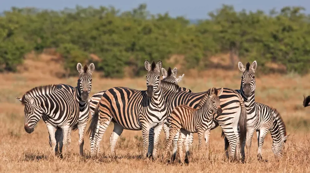 Safari i Sydafrika | Masser af zebraer