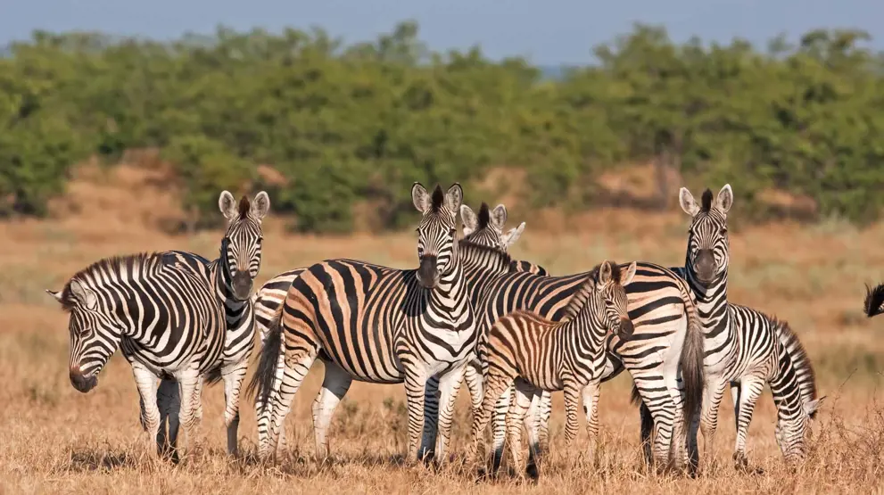 Zebraer i Kruger National Park