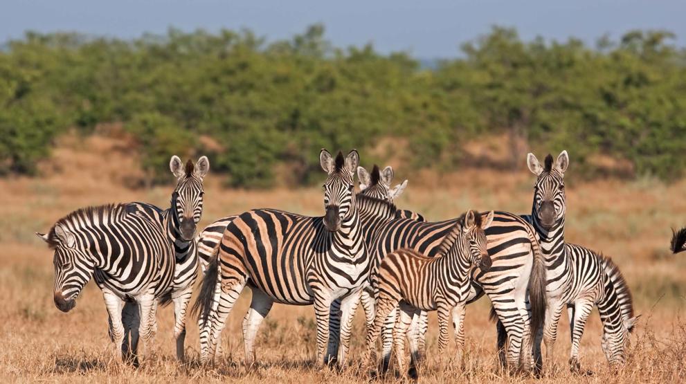 Der er også gode muligheder for safari i Sydafrika
