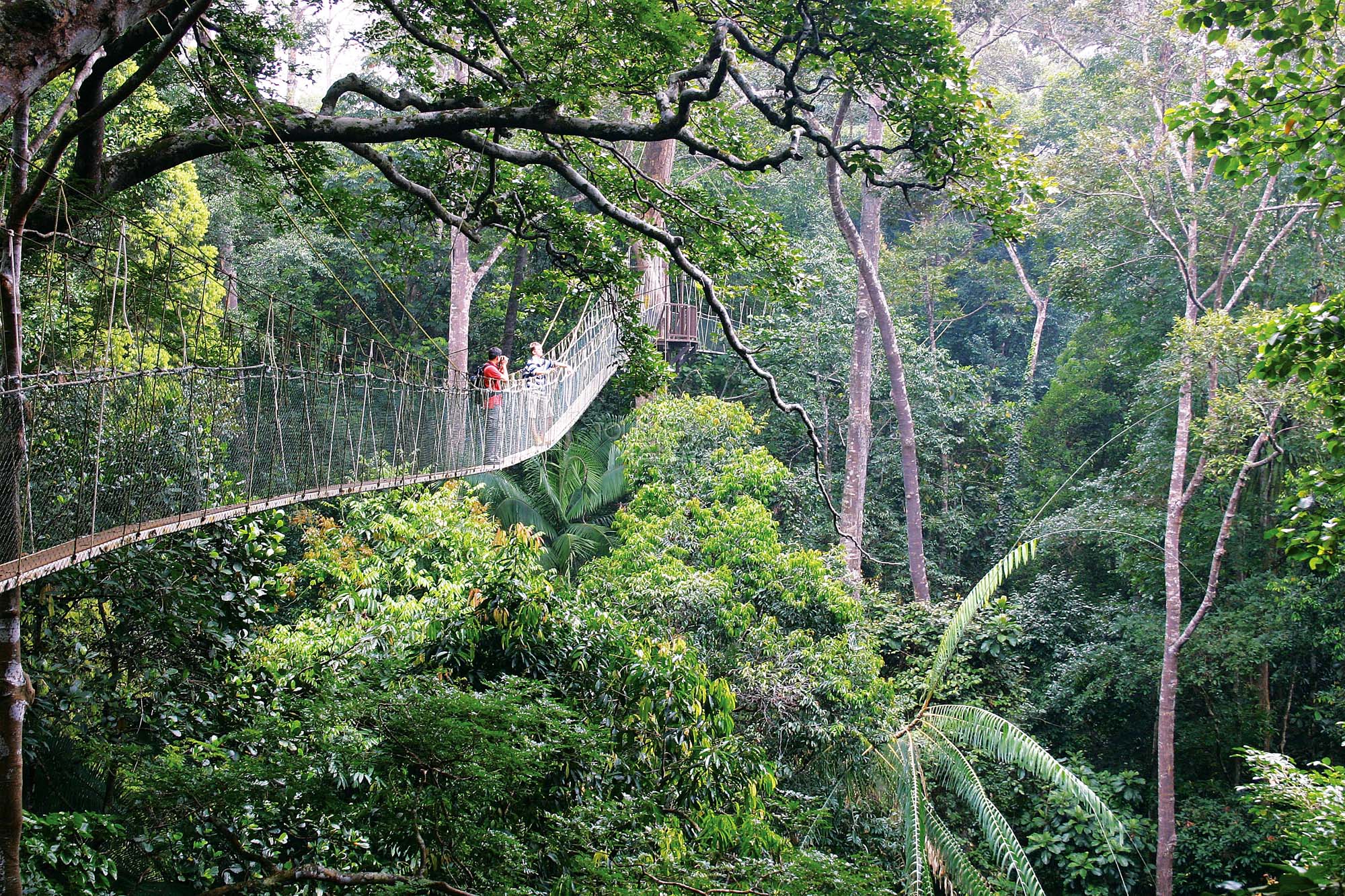 Rejser til Malaysia | Taman Negara | Canopy Walking