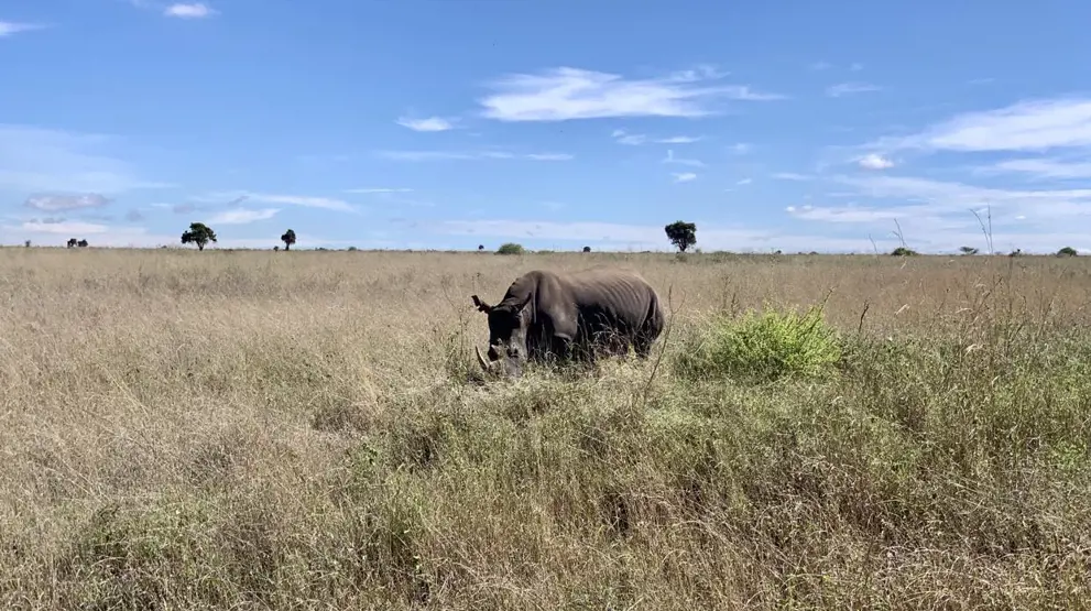 Et næsehorn spottet i Nairobi National Park