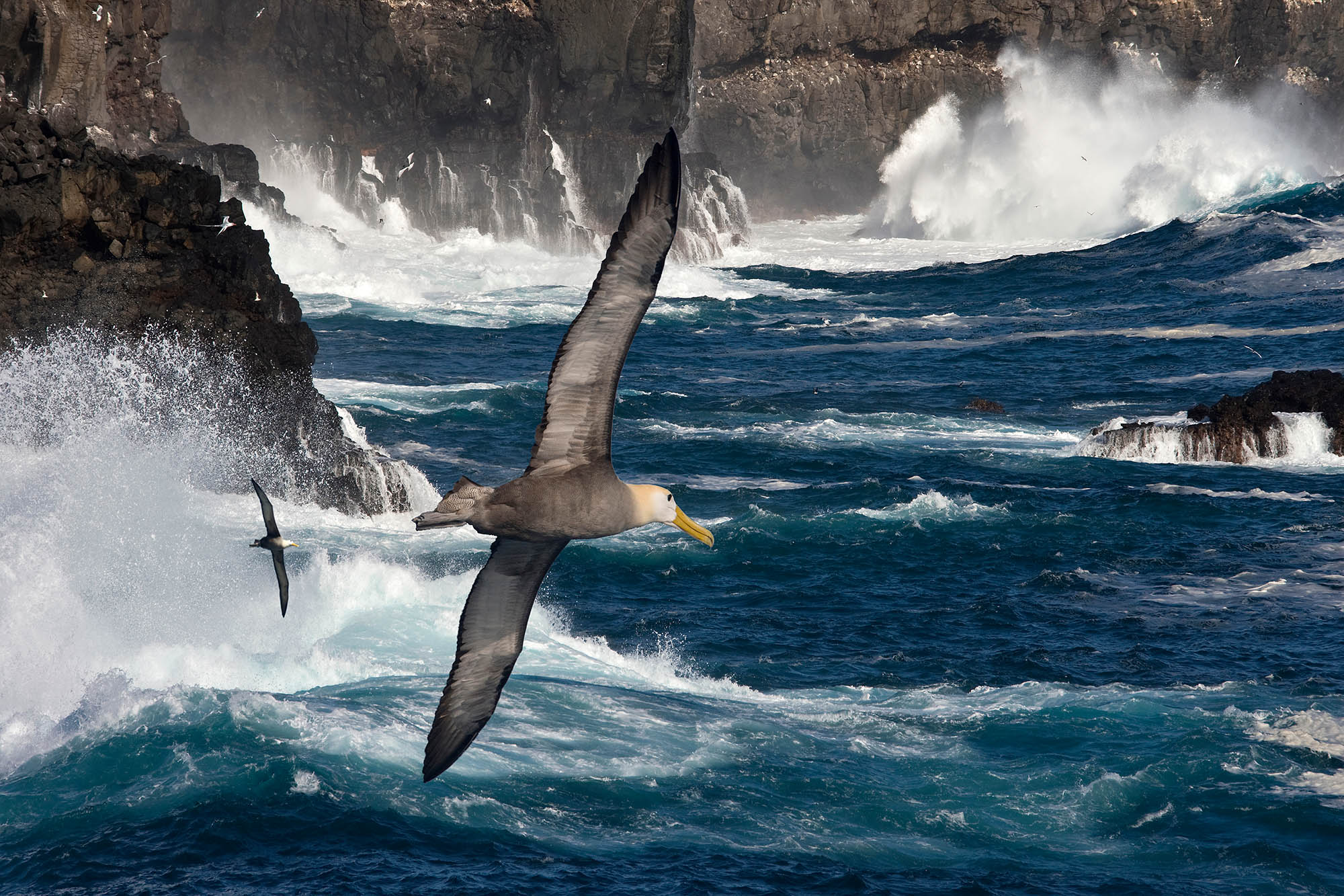 Galapag albatrossen er unik og kan ses i hobetal på øerne