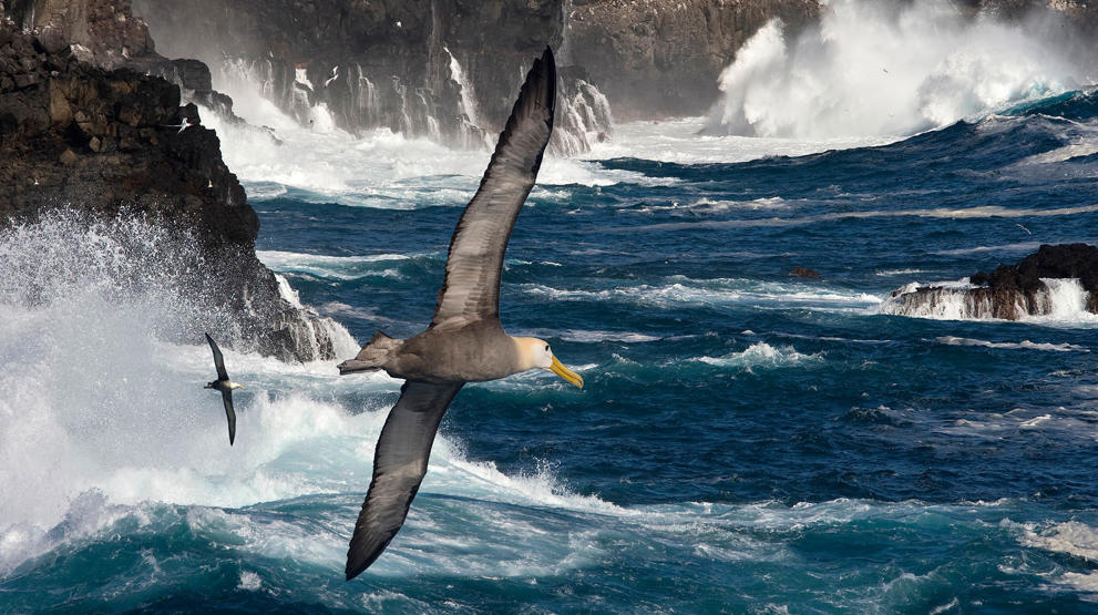 Galapag albatrossen er unik og kan ses i hobetal på øerne