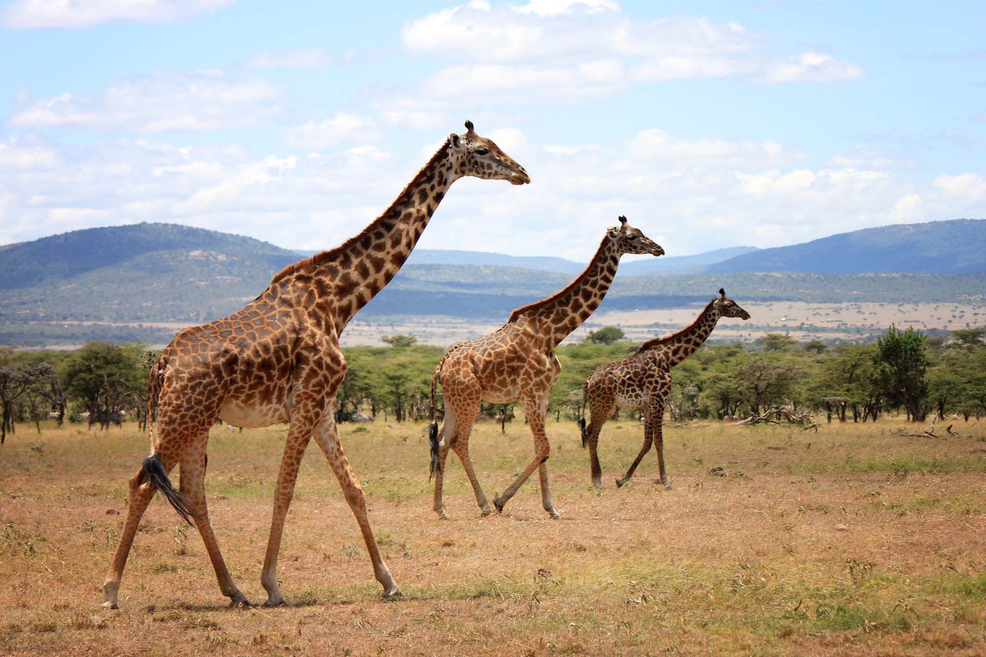 Oplev giraffer i Naboisho Conservancy 