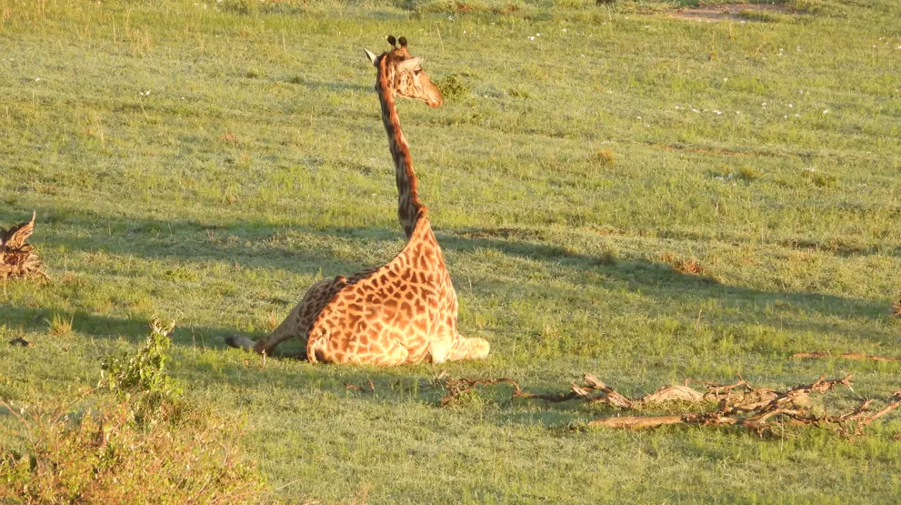 Udsigt fra en luftballonstur af en giraf, der ligger ned i Masai Mara National Park