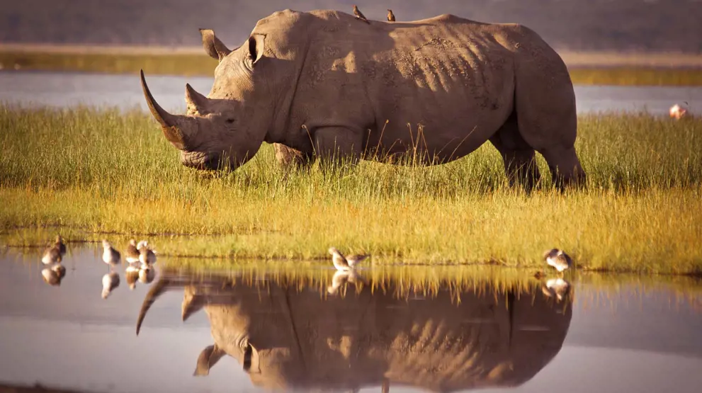 Det hvide næsehorn i Moremi Game Reserve.