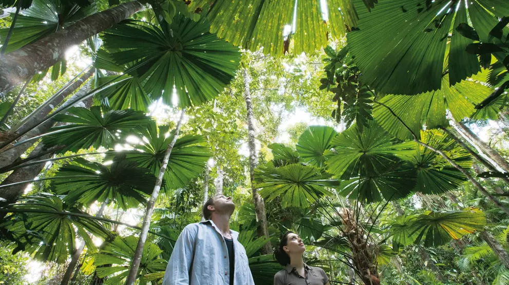 Daintree National Forest