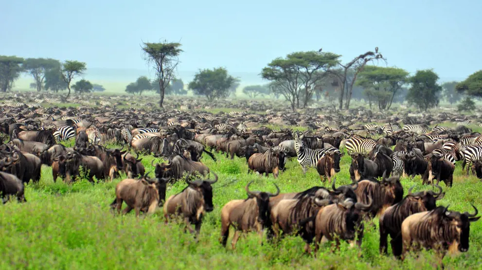 Oplev når vildtvandringen kommer forbi Serengeti.