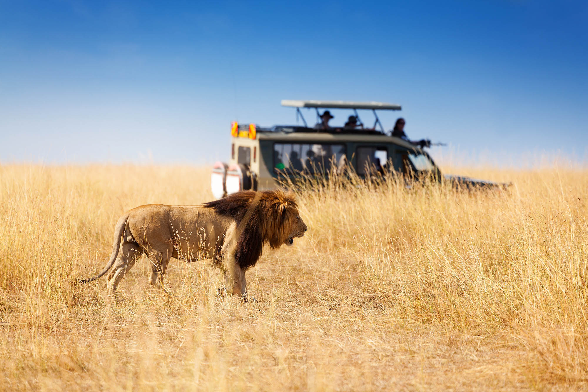 Kenya Masai Mara Lion Shutterstock 520053802 CUT Flip