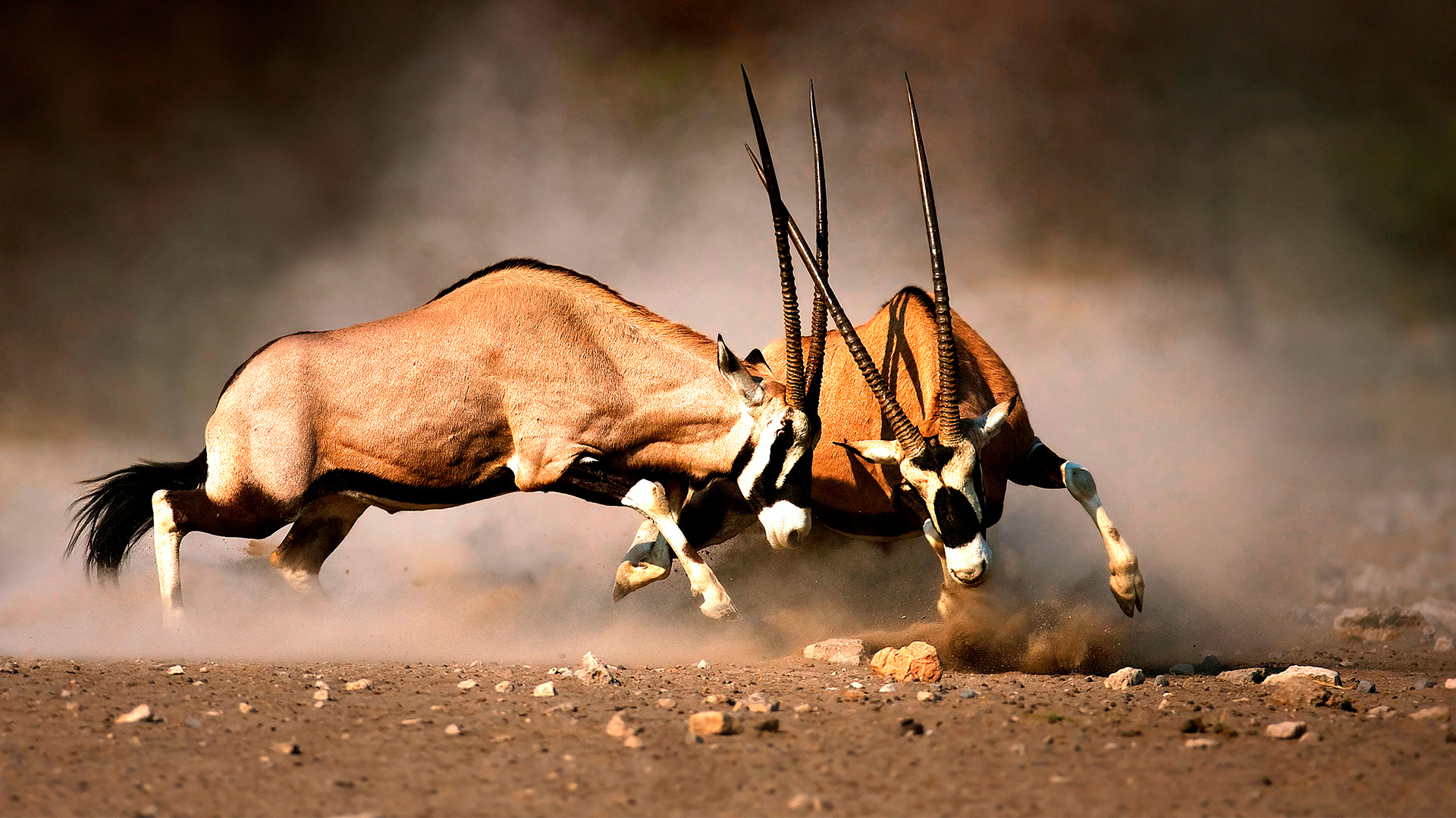 Spændende eventyr venter på en rundrejse med det bedste det sydlige Afrika har at byde på