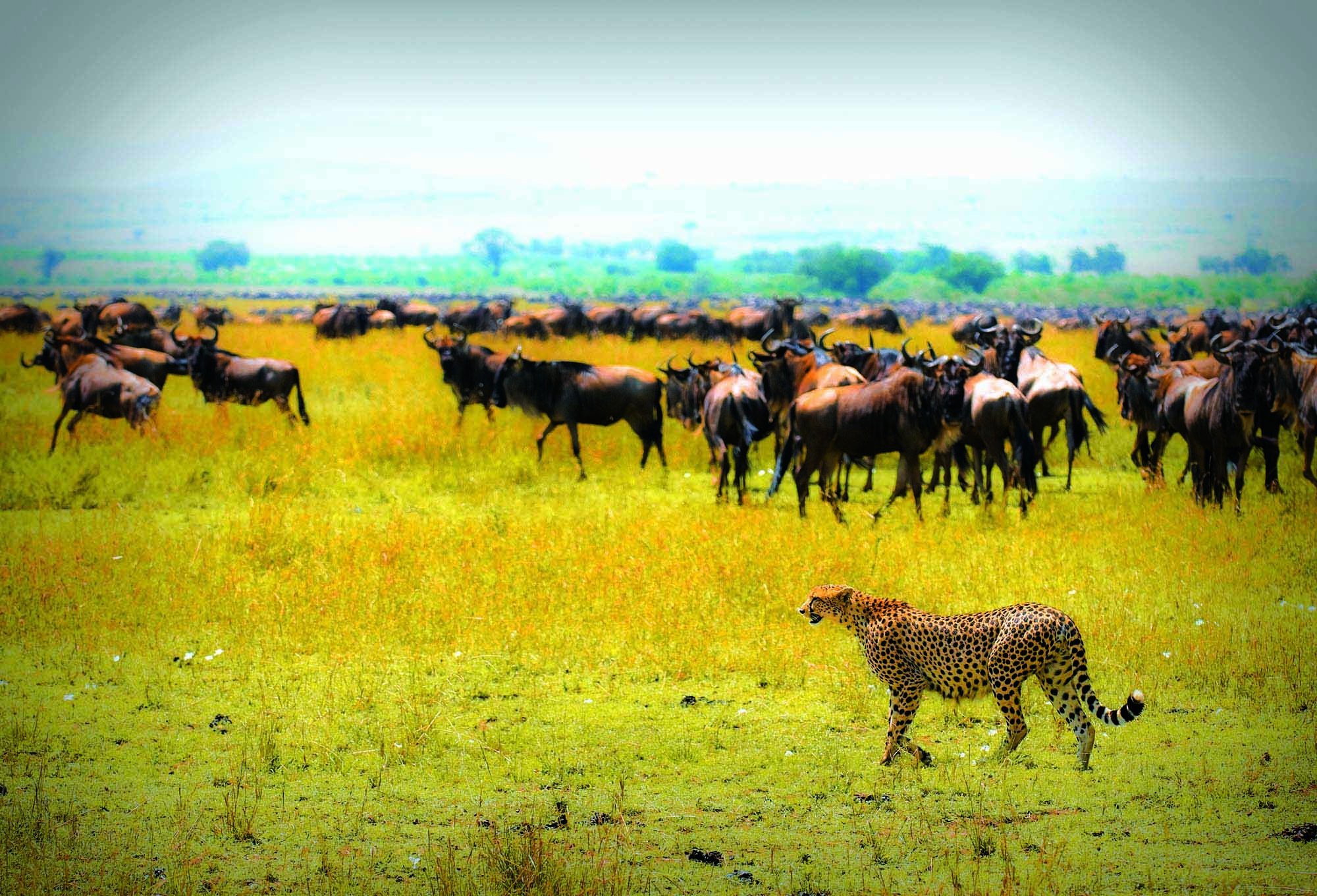 Geparden er savannens hurtigste dyr