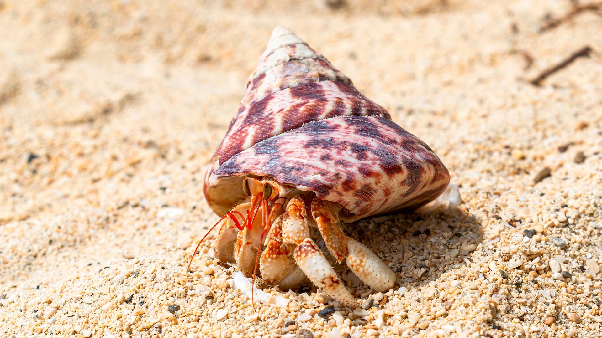 Det maritime dyreliv er helt unikt i Cook Islands