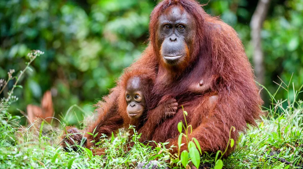 Få mulighed for at se orangutanger tæt på på Borneo