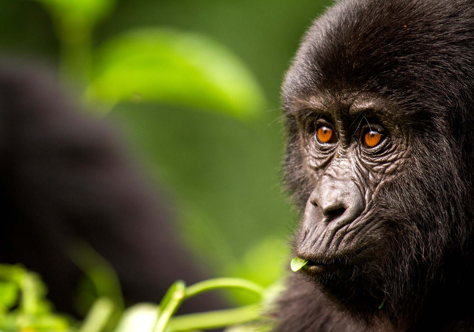 Se de sjældne bjerggorillaer på din Afrika-rejse.