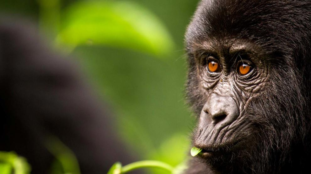 Oplev gorillaer i Uganda- Rejser til Afrika