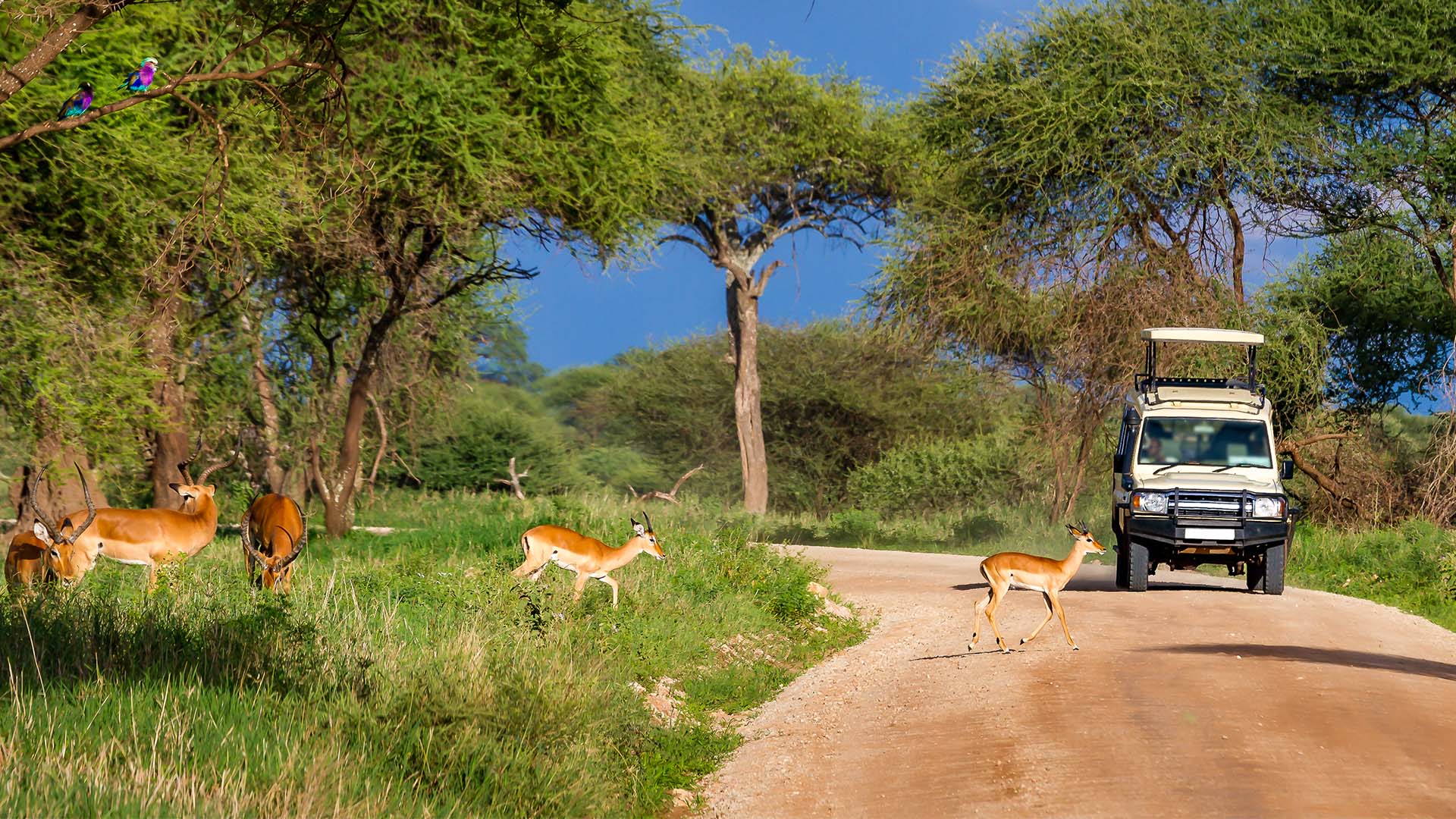 Tarangire National Park byder på store mængder dyreliv året rundt.