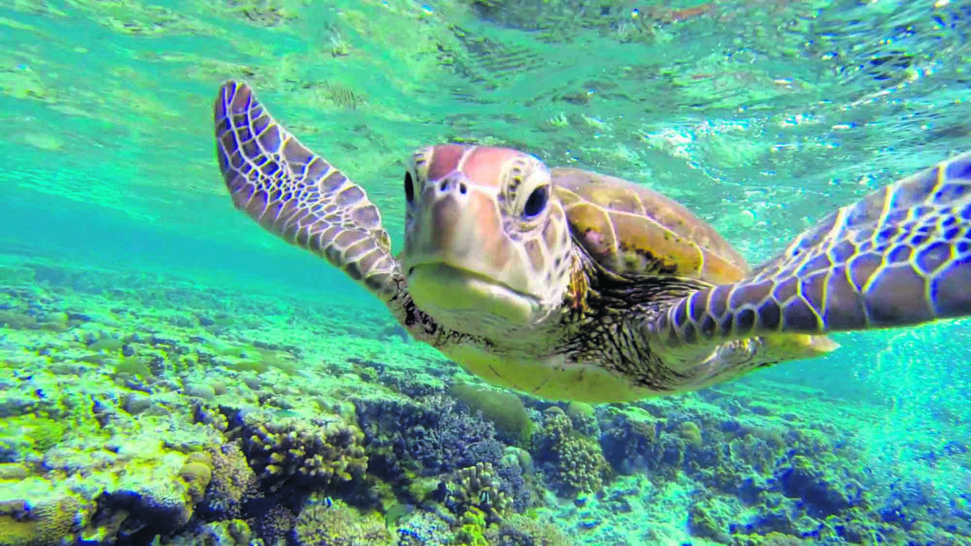 australia-great-barrier-reef-turtle