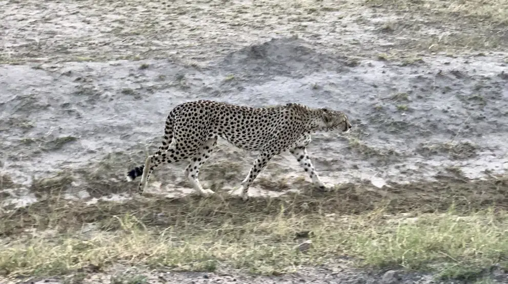 En gepard spottet i Amboseli National Park