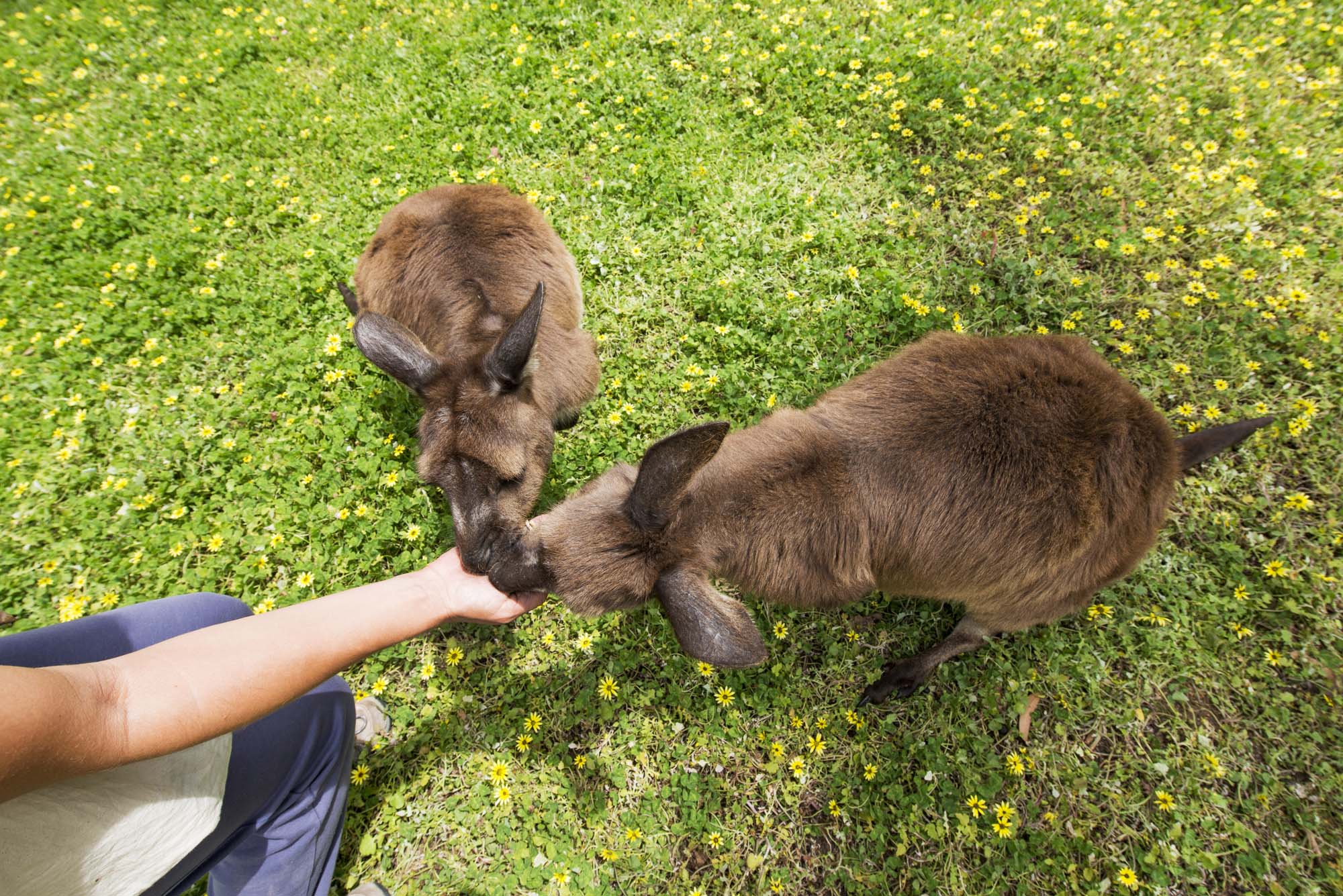 Kom helt tæt på de brune kænguruer på rejser til South Australia. Credit: South Australia Tourism.