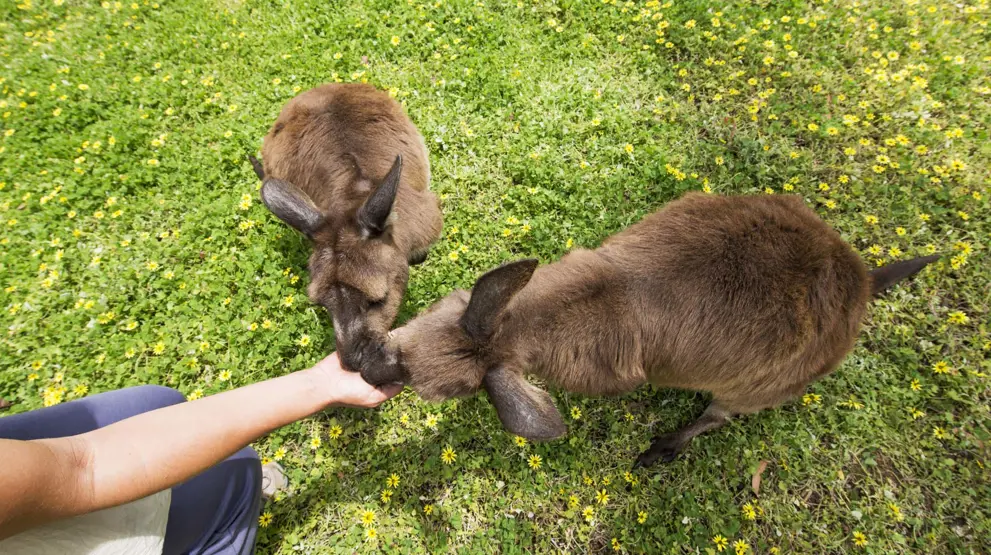 Kom helt tæt på de brune kænguruer på rejser til South Australia. Credit: South Australia Tourism.
