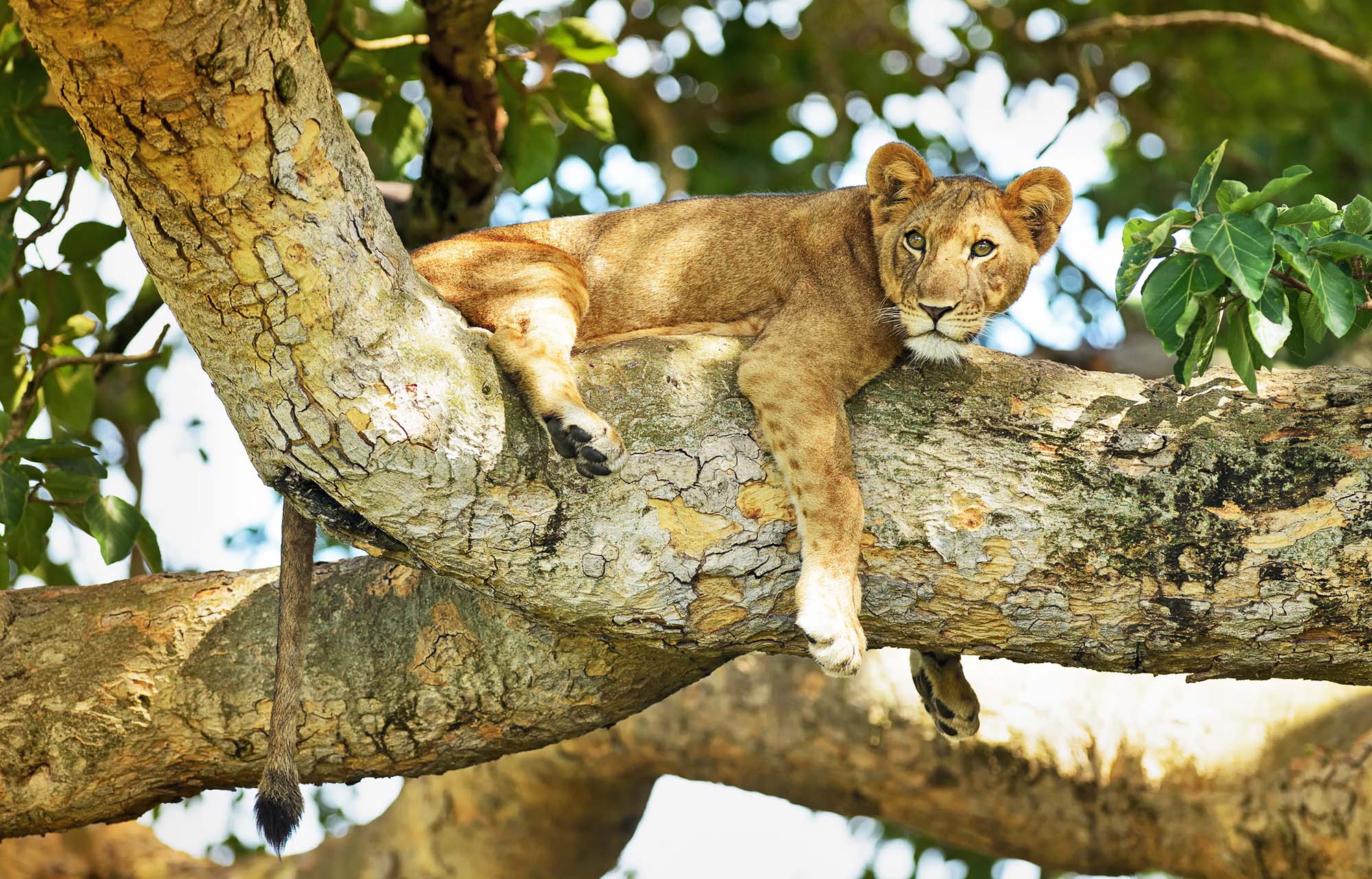 Safari i Queen Elizabeth National Park i Uganda