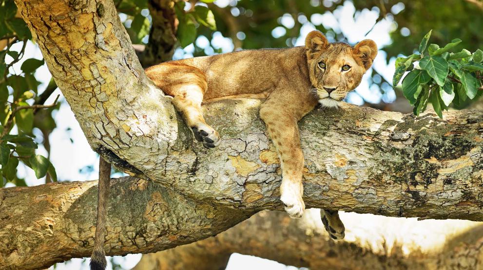 Safari i Queen Elizabeth National Park i Uganda