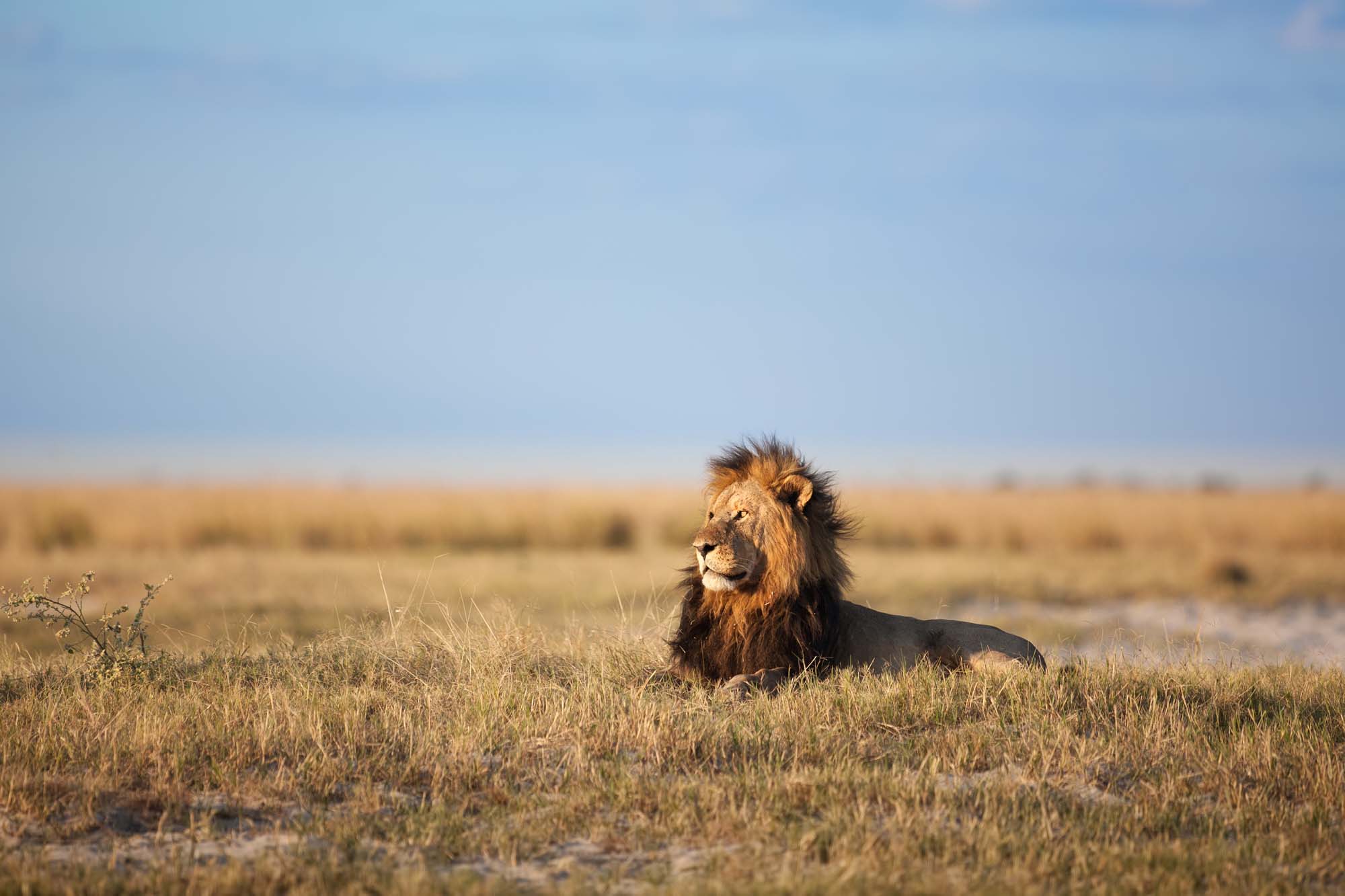 Hanløve i Botswana