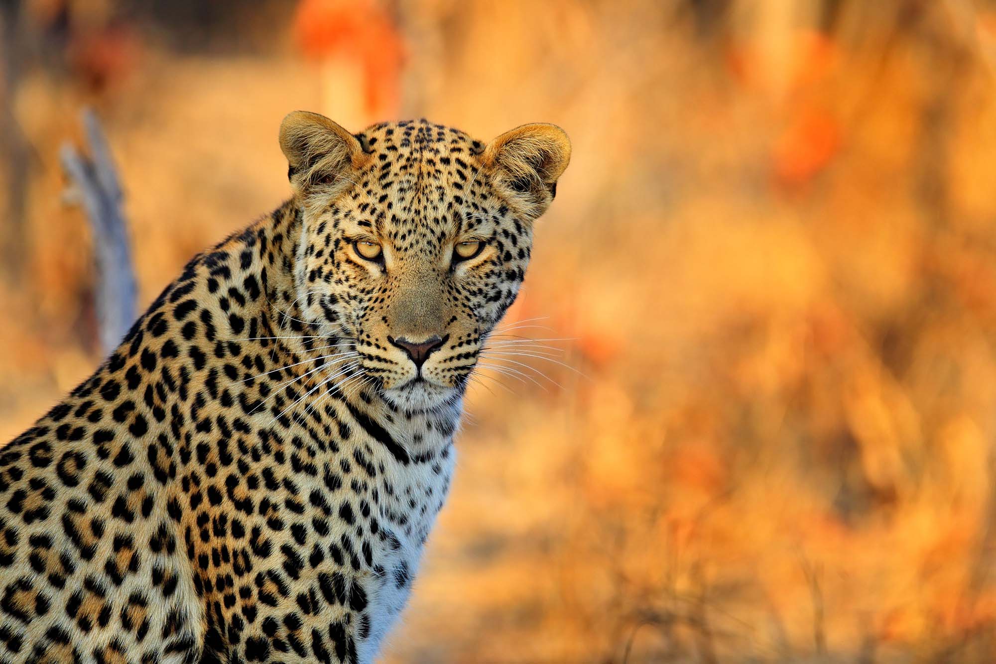 Se leoparden på din Zimbabwe-safari. 