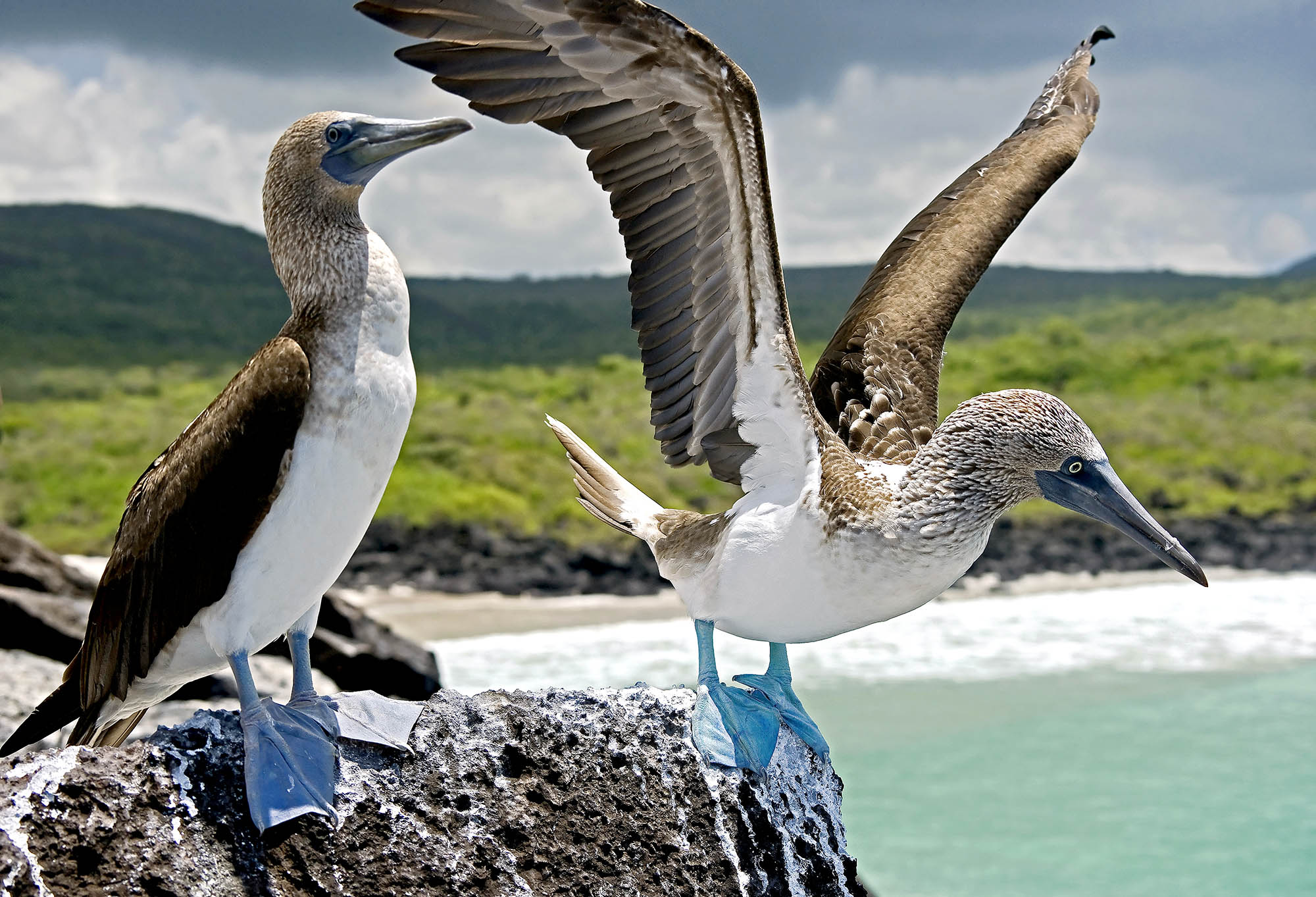 Et krydstogt i Galapagos er for naturelskere, se bl.a. den ikoniske blåfodet sule
