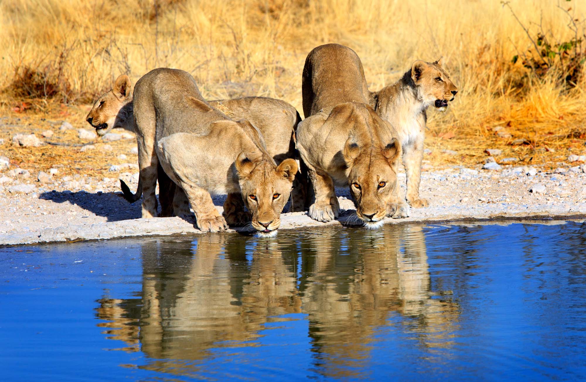 Safari i Etosha National Park