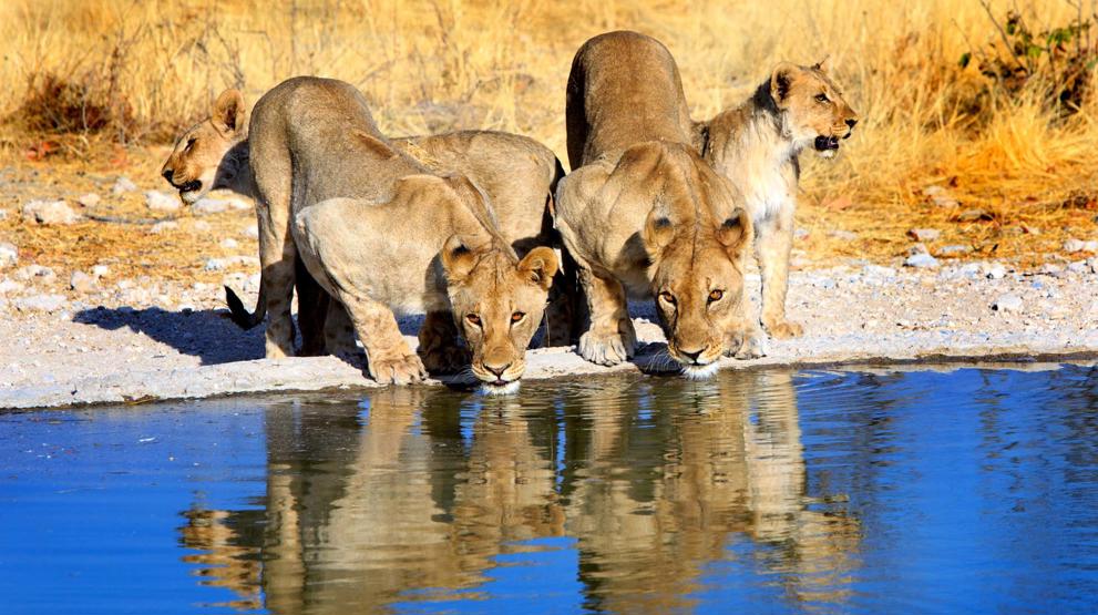 Løver ved vandhul - Rejser til Namibia
